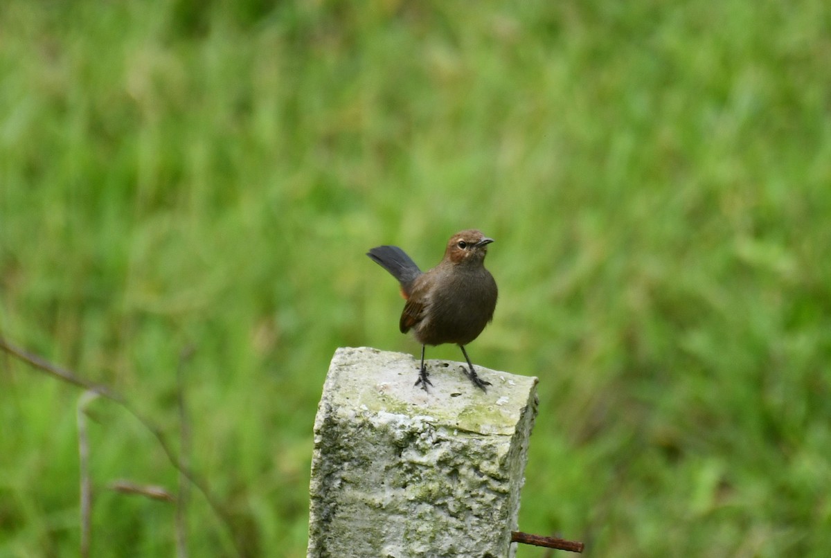 Indian Robin - ML645659334
