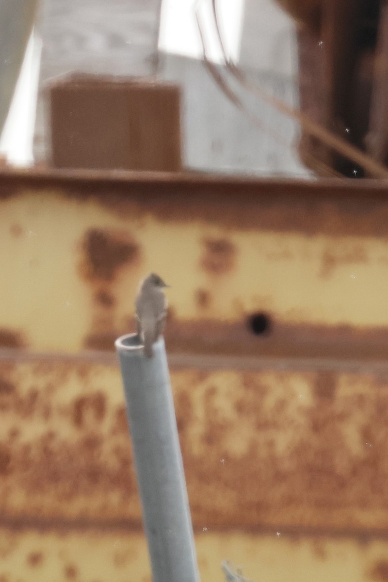 Western Wood-Pewee - ML645659342