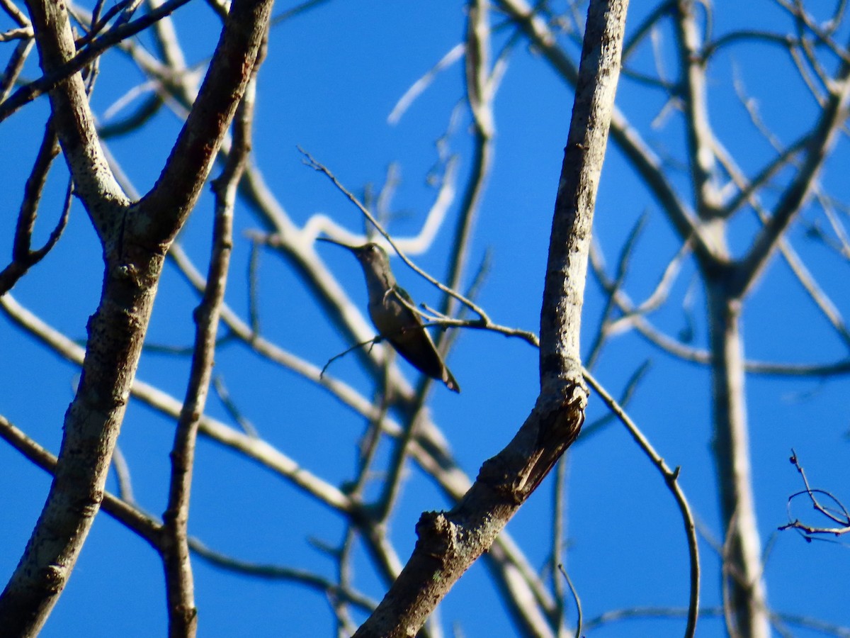 Wedge-tailed Sabrewing - ML645659344