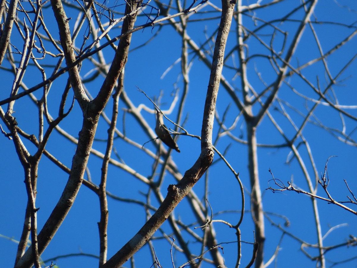 Wedge-tailed Sabrewing - ML645659345