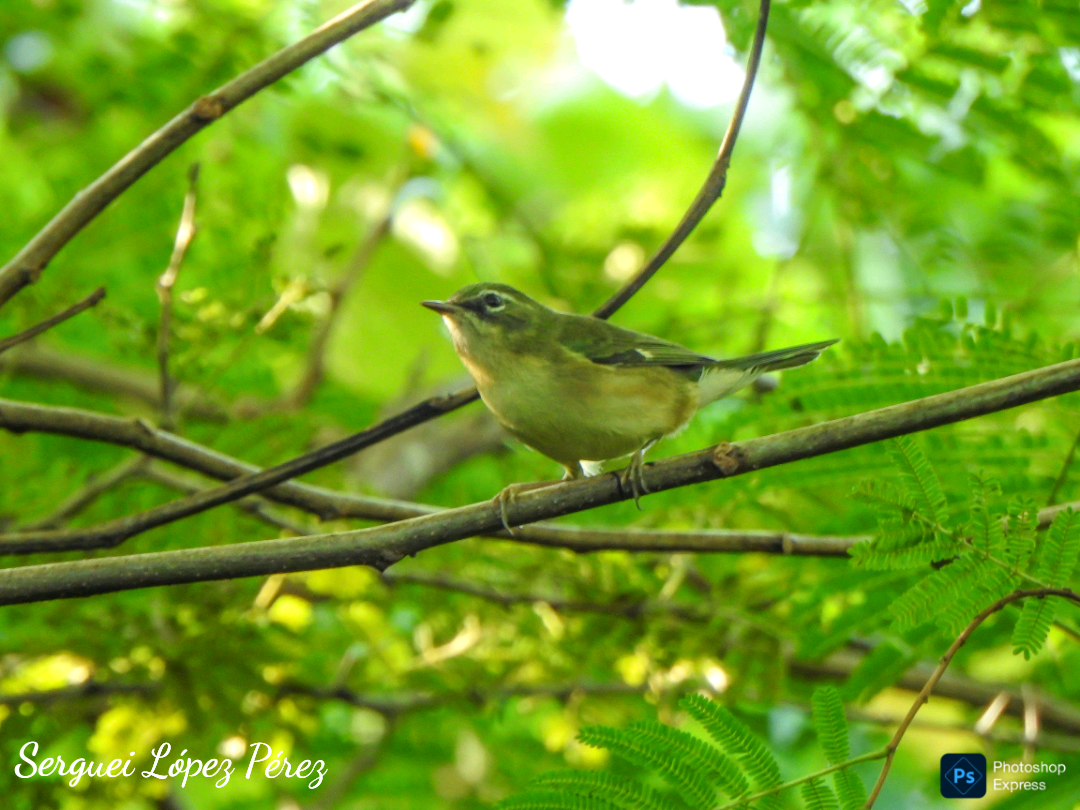 סבכון שחור-גרון - ML645659351