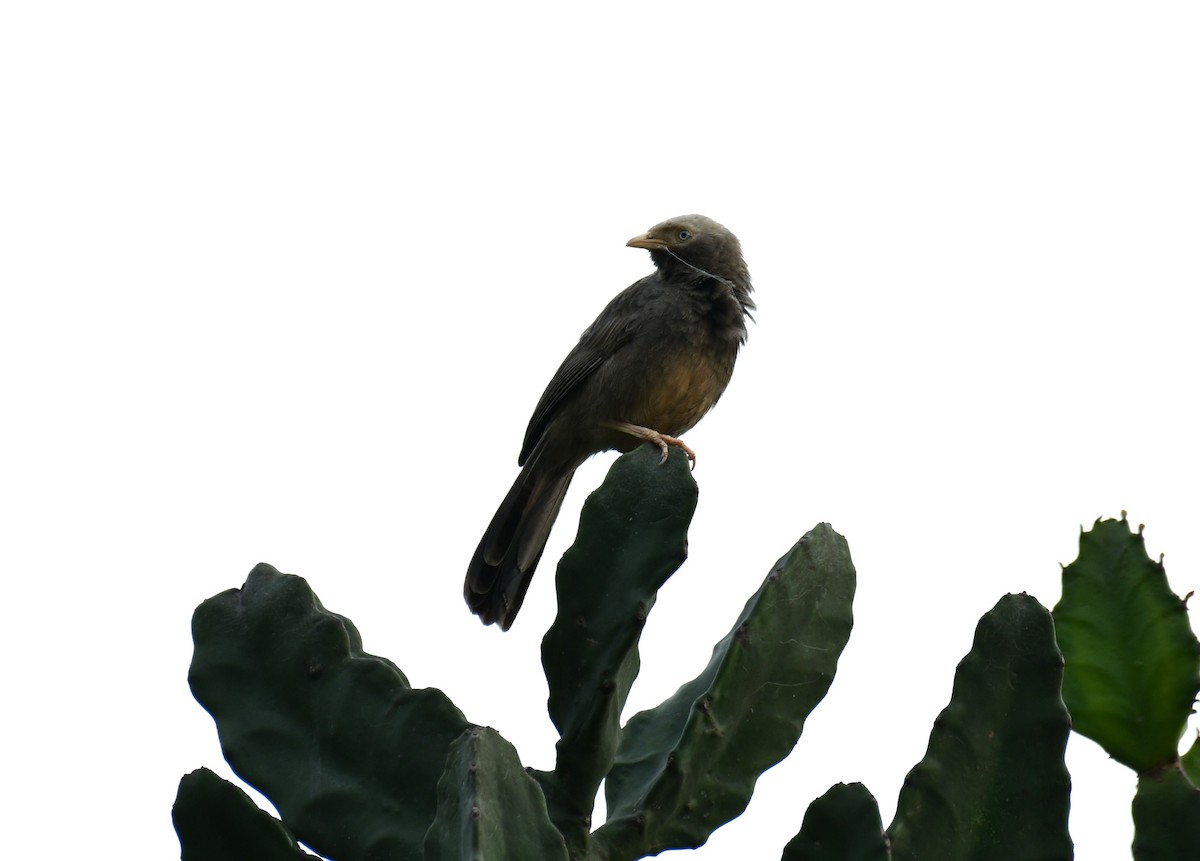 Yellow-billed Babbler - ML645659357