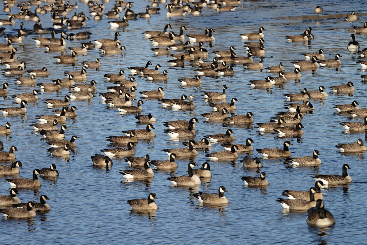 Cackling Goose - ML645659361