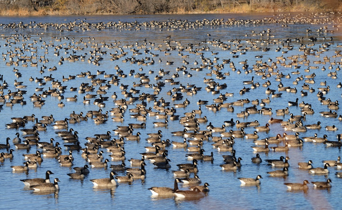 Cackling Goose - ML645659362