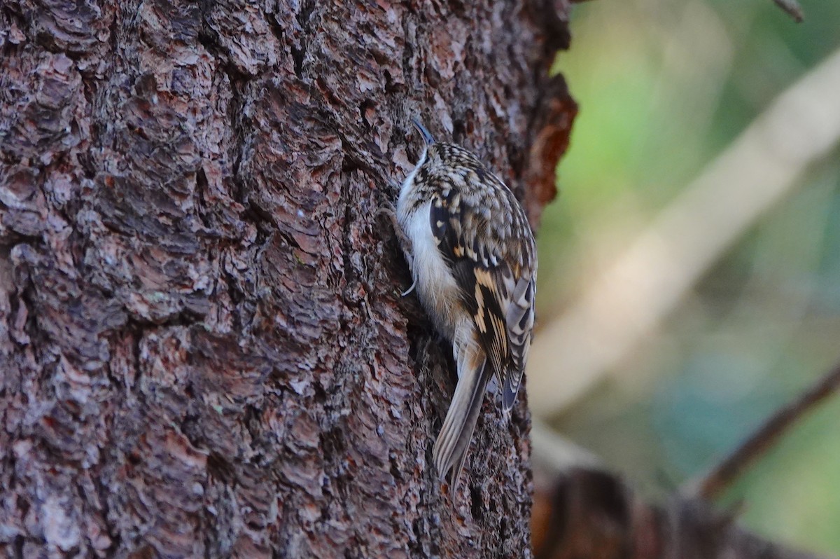 Brown Creeper - ML645659423