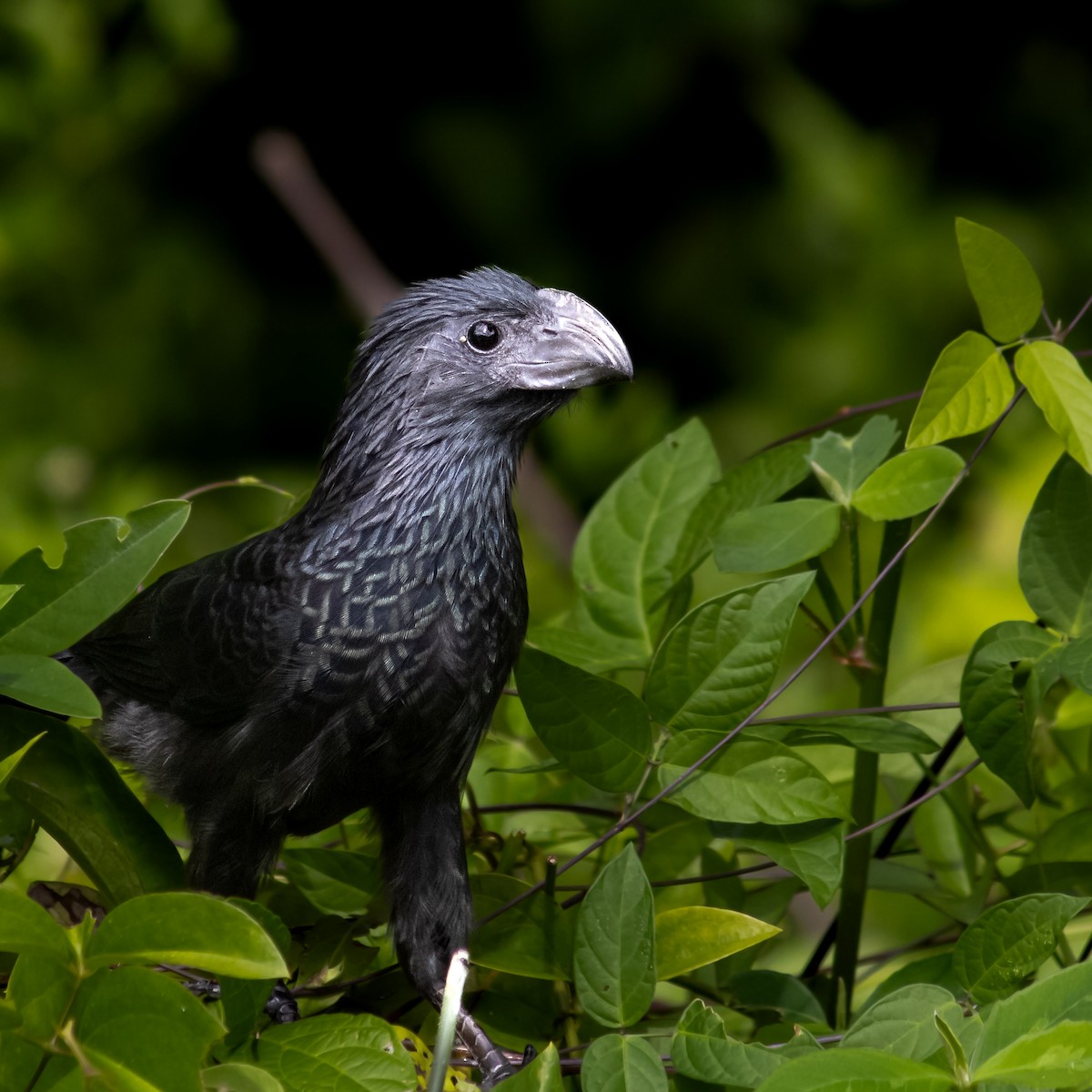 Groove-billed Ani - ML645659438