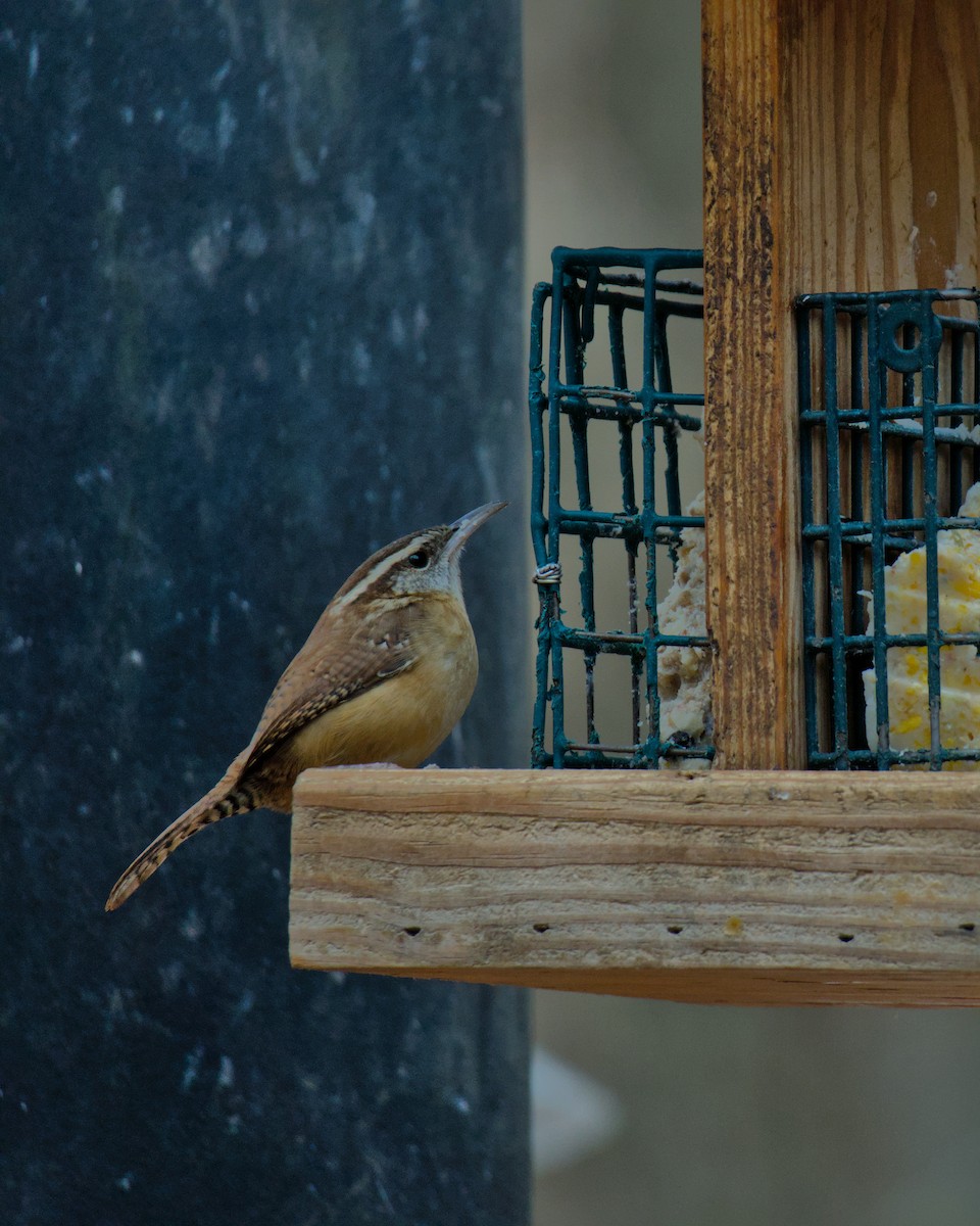 Carolina Wren - ML645659452