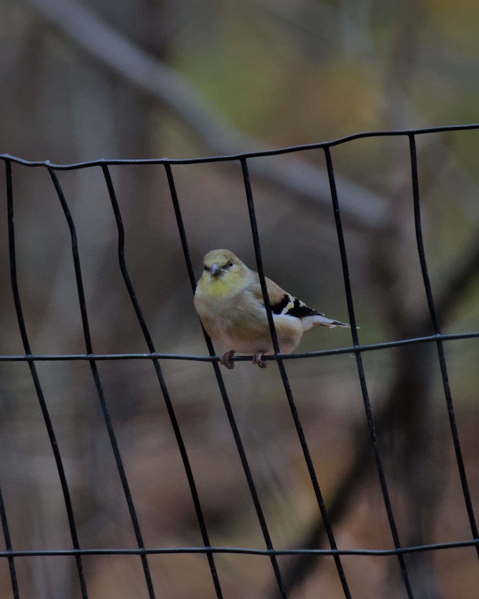 American Goldfinch - ML645659458