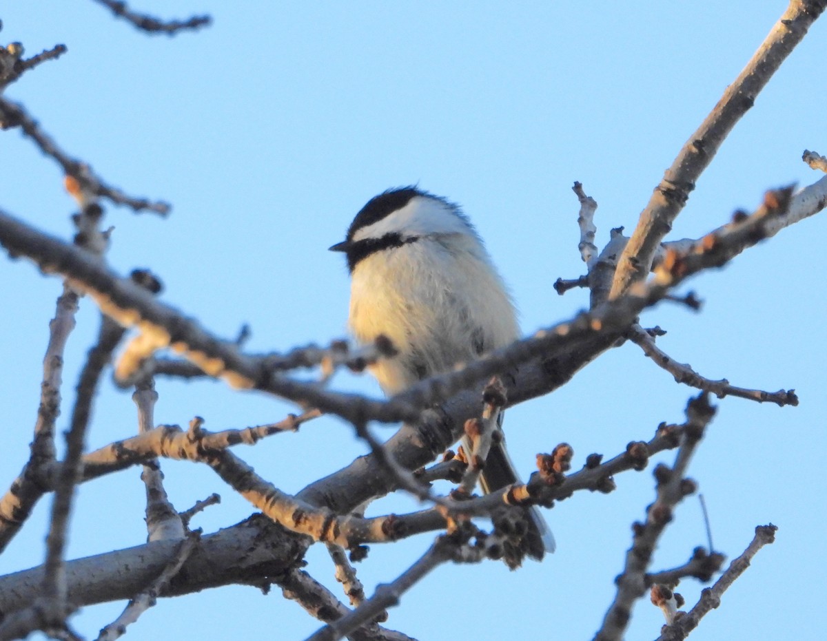 Mésange à tête noire - ML645659461