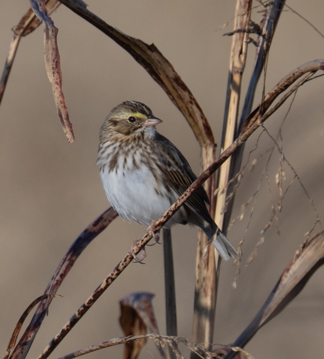 Savannah Sparrow - ML645659466