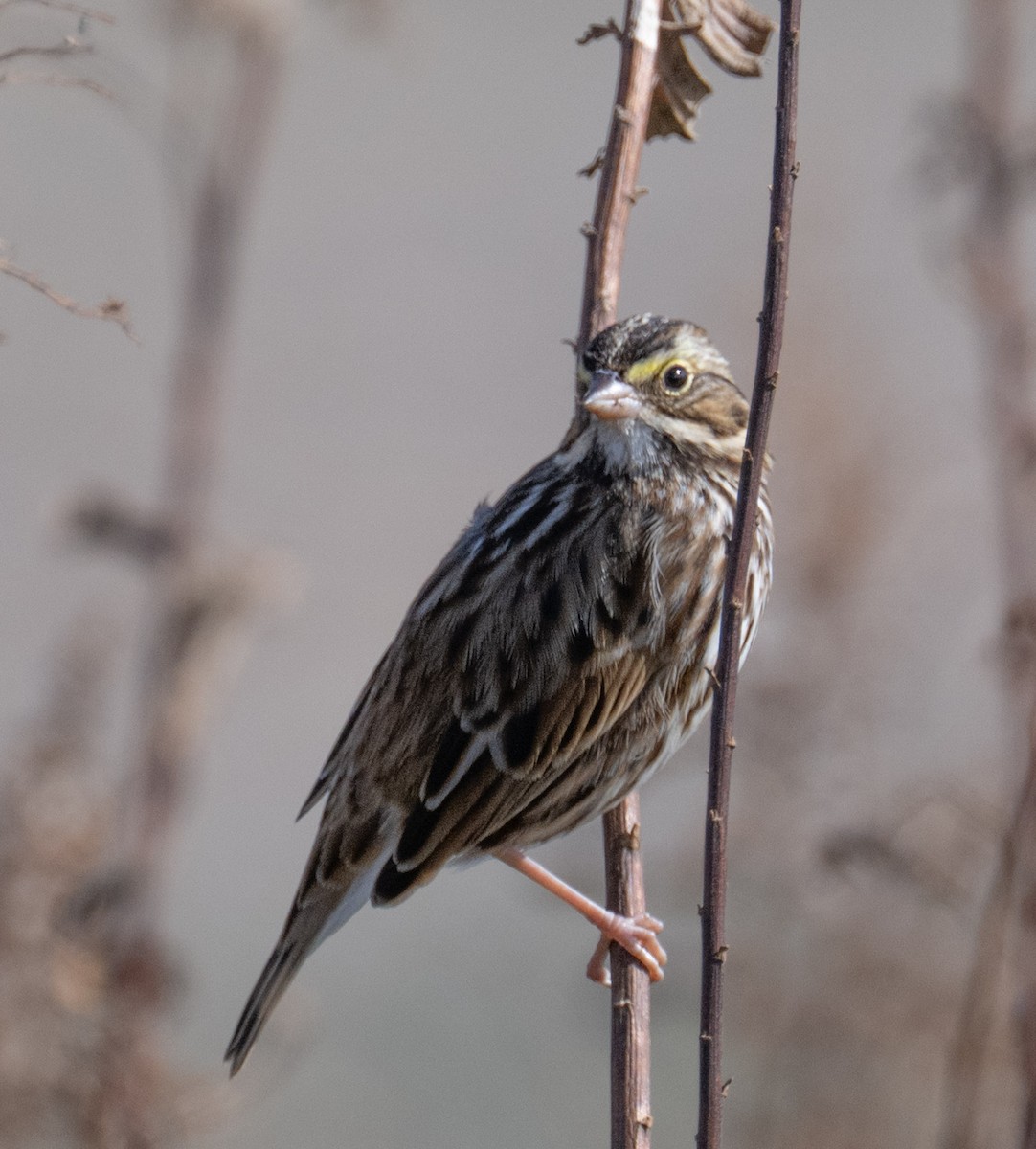 Savannah Sparrow - ML645659470