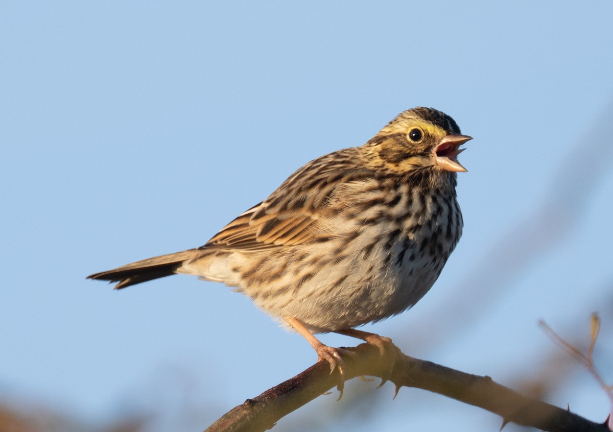 Savannah Sparrow - ML645659471