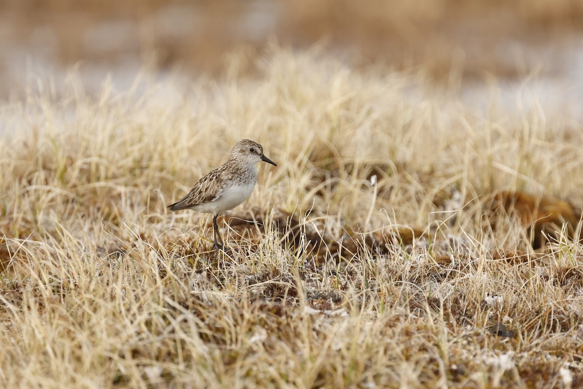 Semipalmated Sandpiper - ML645659472