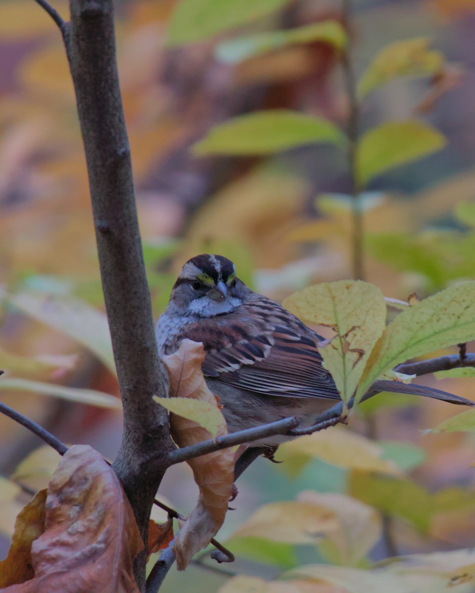 White-throated Sparrow - ML645659474