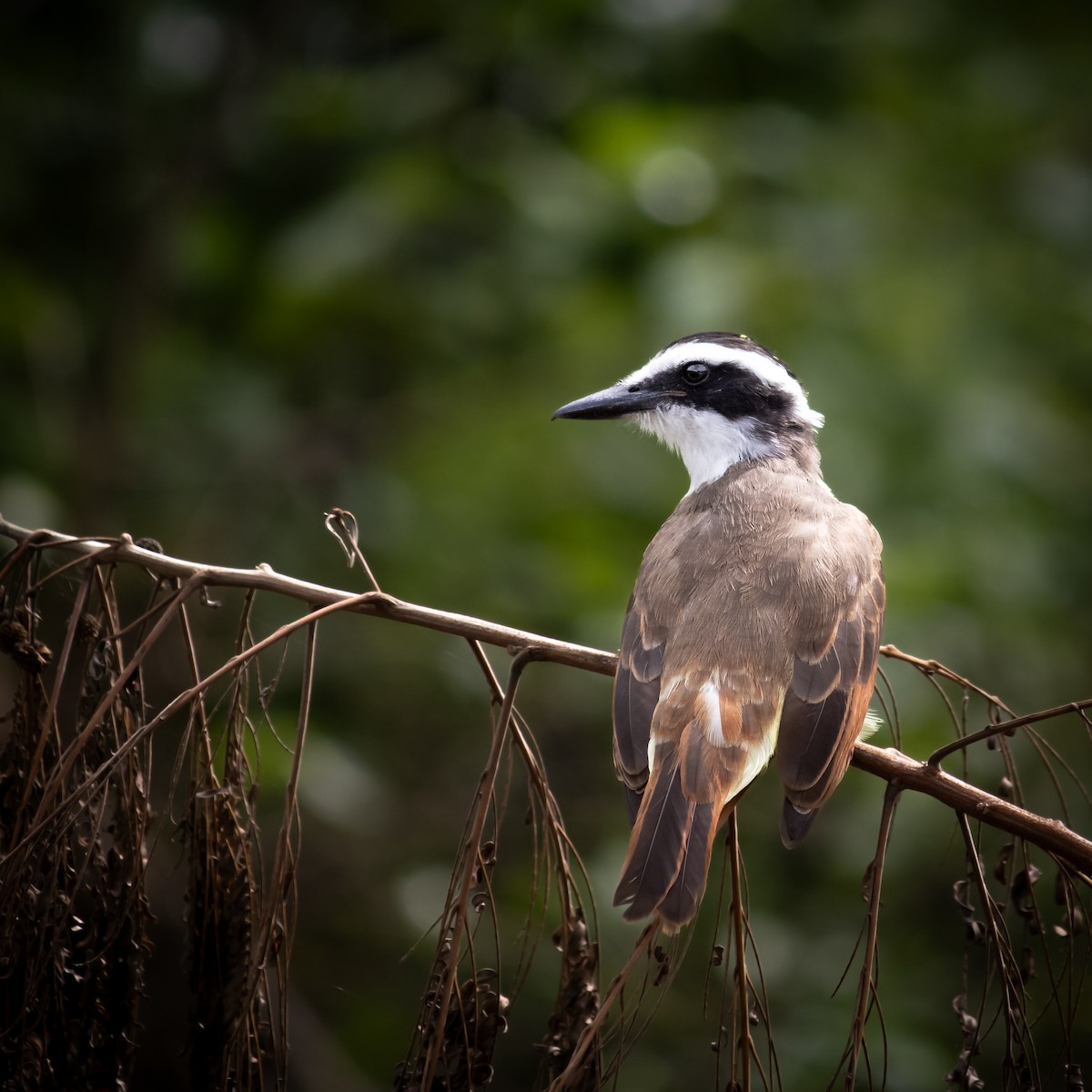 Great Kiskadee - ML645659478