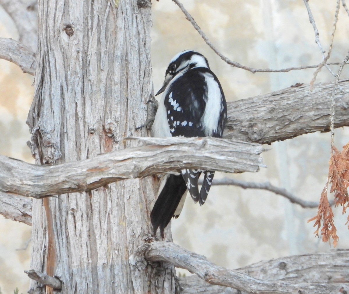 strakapoud osikový - ML645659479