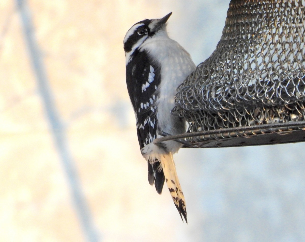 strakapoud osikový - ML645659480