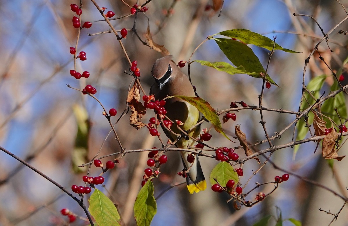 Cedar Waxwing - ML645659508