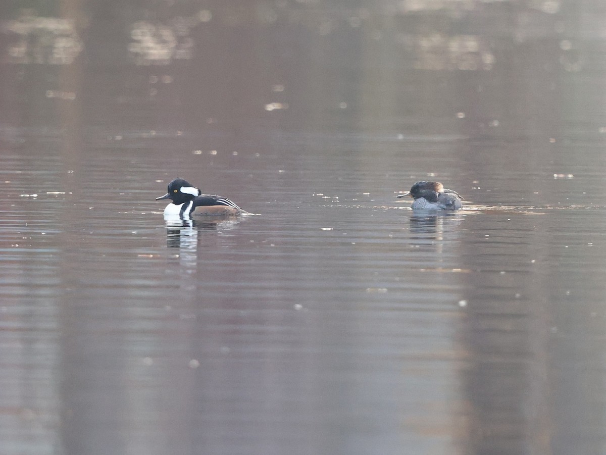 Hooded Merganser - ML645659510