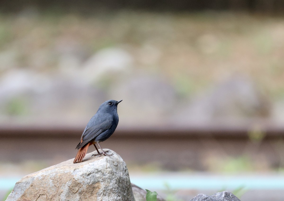 Plumbeous Redstart - ML645659515