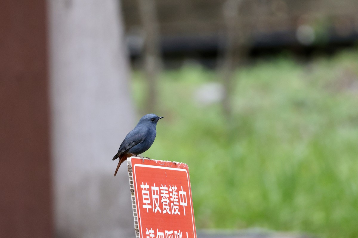 Plumbeous Redstart - ML645659516