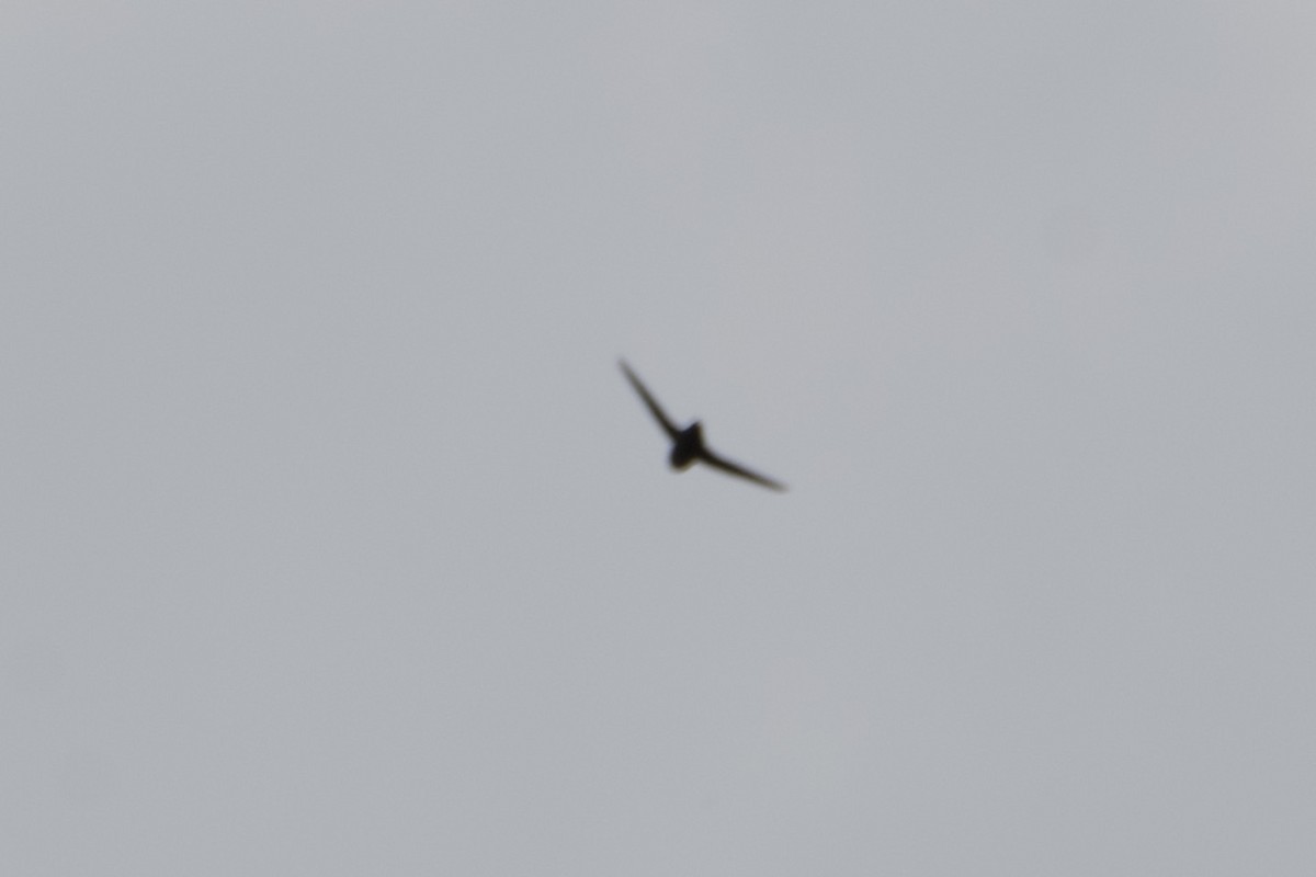 Chimney Swift - ML645659521