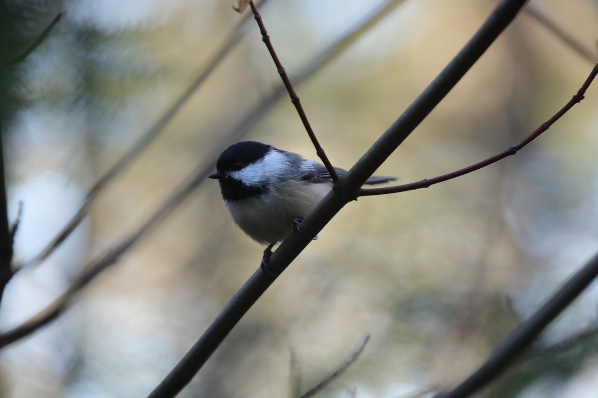 Mésange à tête noire - ML645659523
