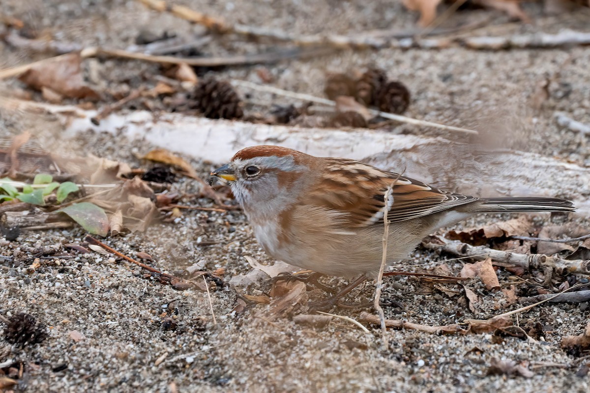 Пасовник північний - ML645659524