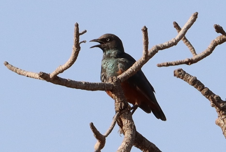 Choucador à ventre roux - ML645659527