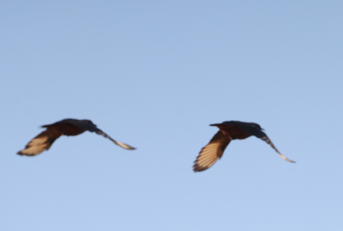 Choucador à ventre roux - ML645659528