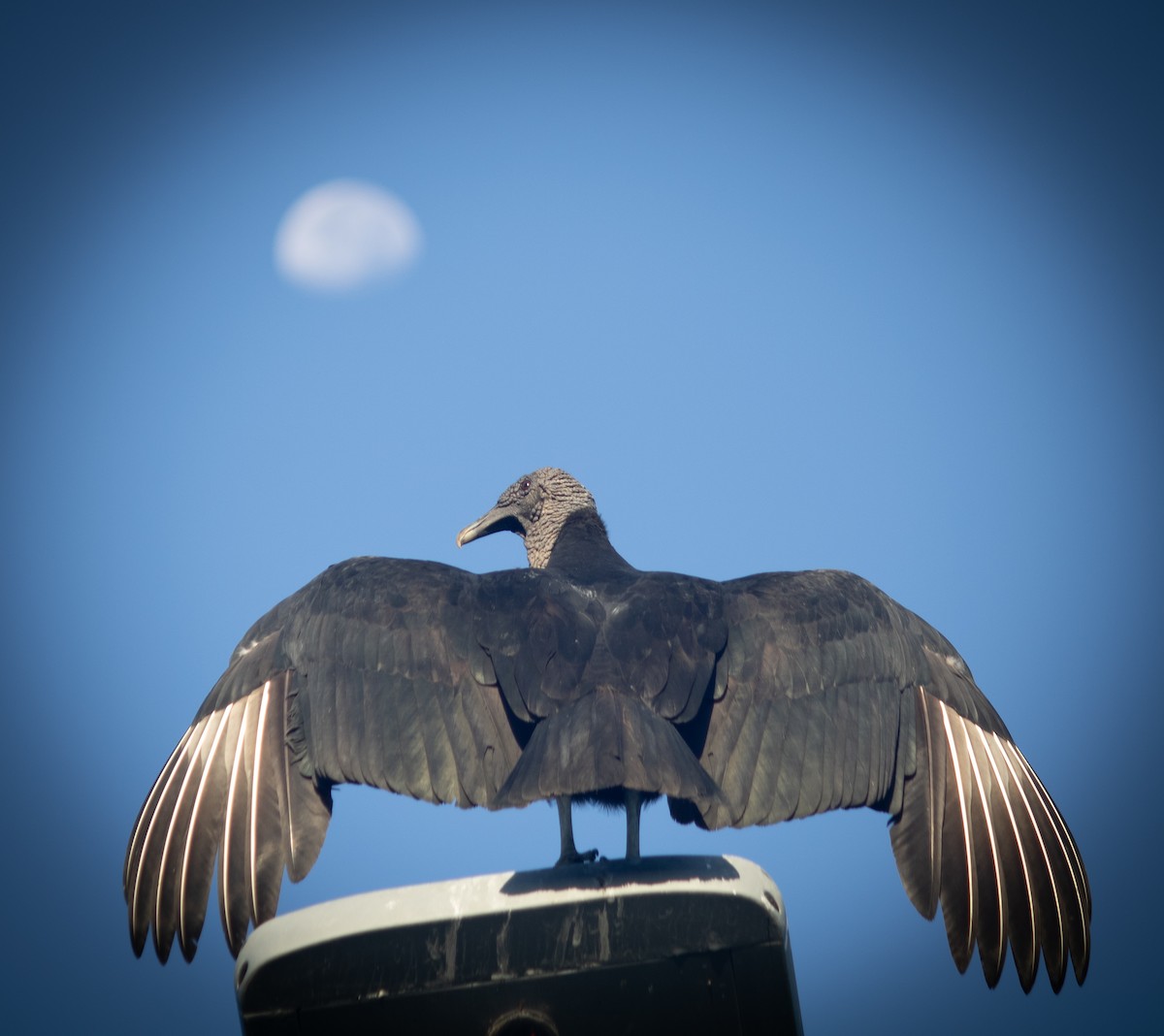 Black Vulture - ML645659538