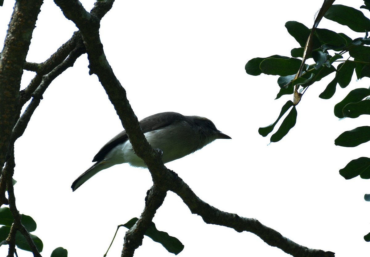 Common Woodshrike - ML645659539