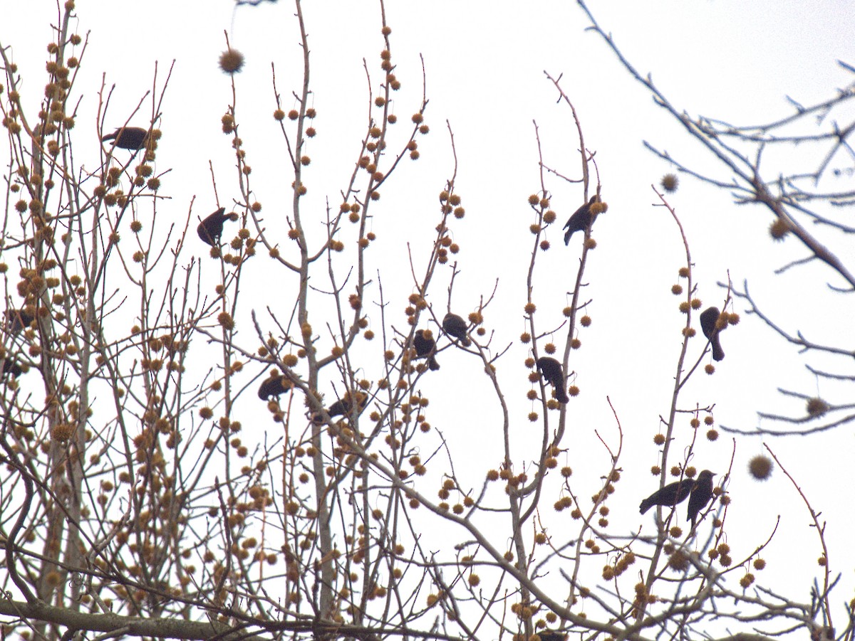 Red-winged Blackbird - ML645659542