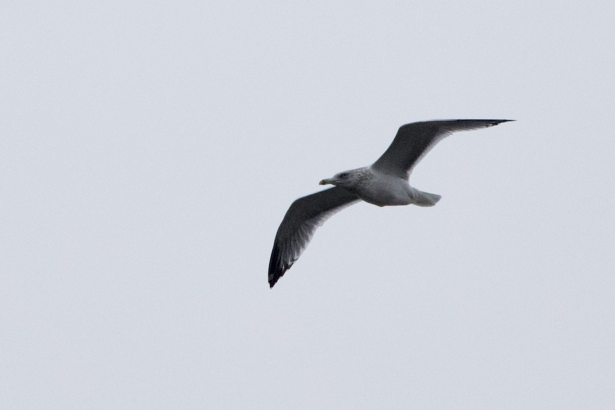 American Herring Gull - ML645659546