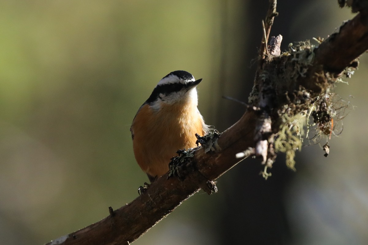 Red-breasted Nuthatch - ML645659552