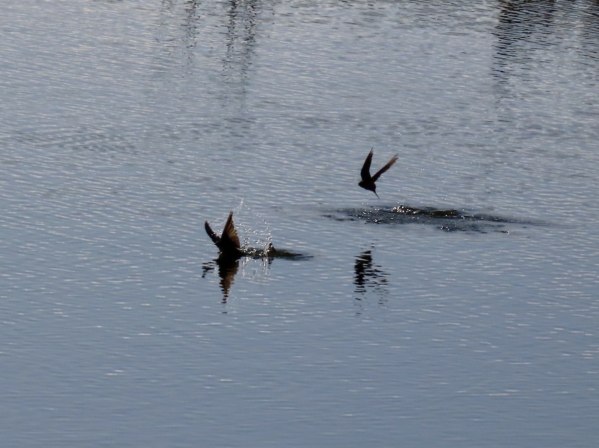 Barn Swallow - ML645659553