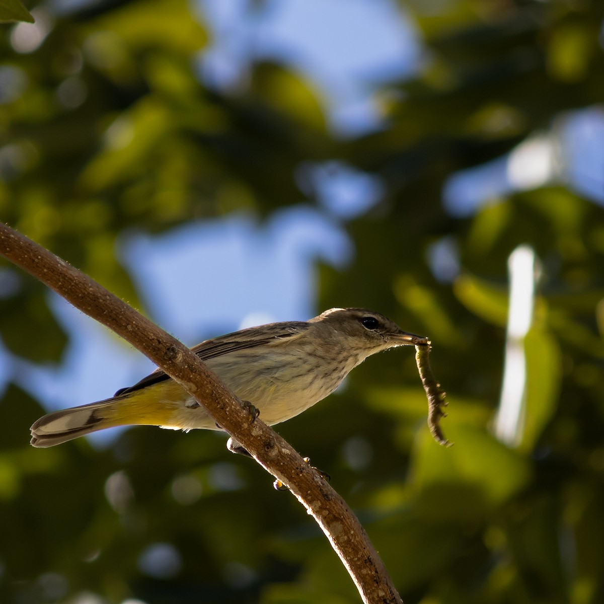 Palm Warbler - ML645659554