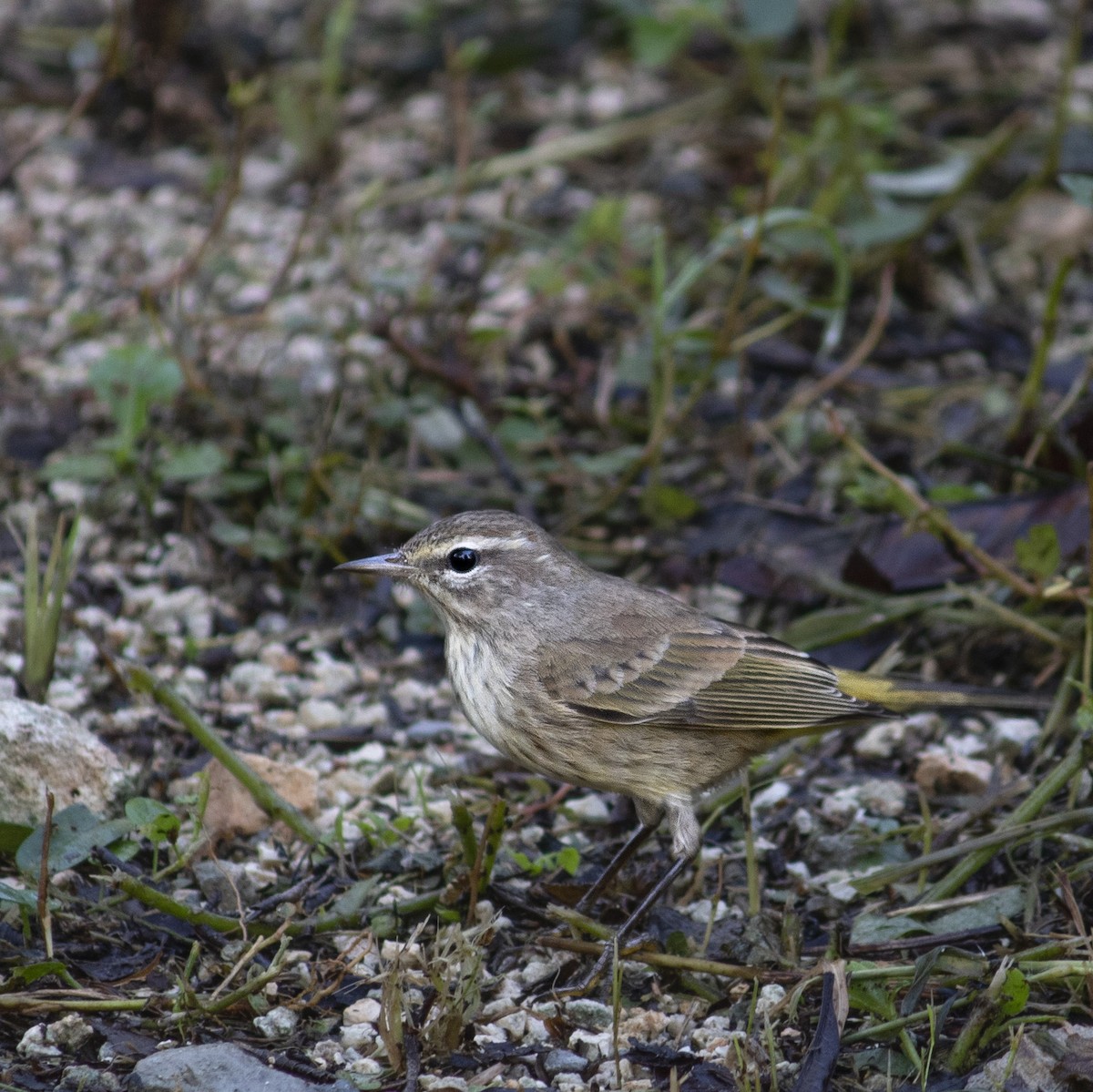 Palm Warbler - ML645659555