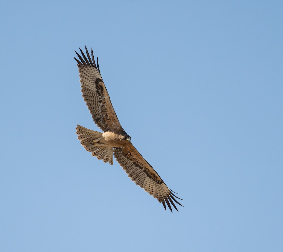 Bonelli's Eagle - ML645659556