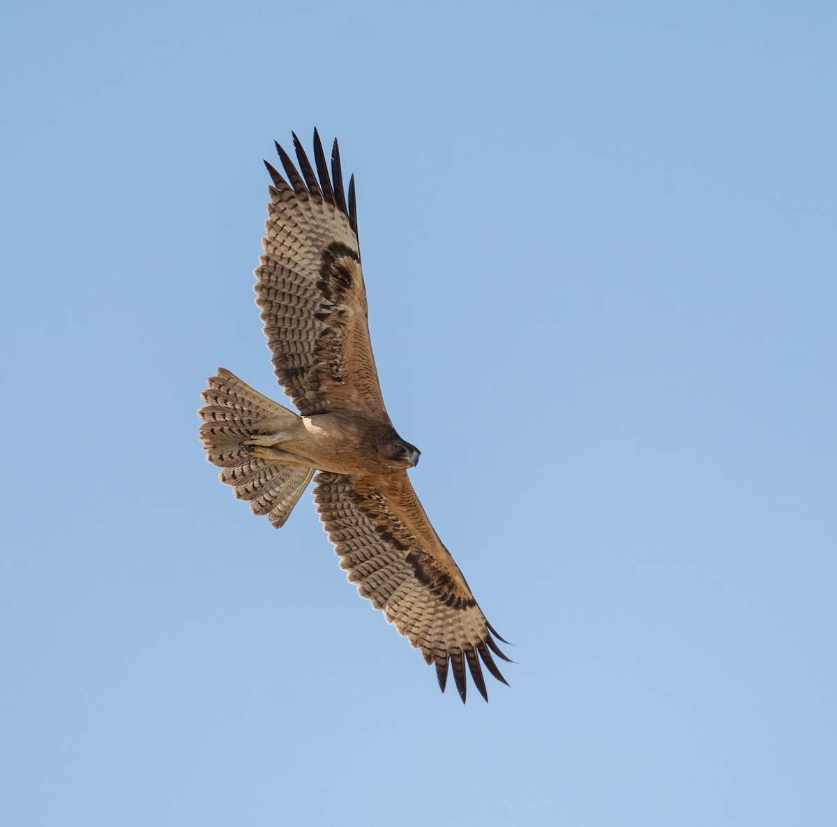 Bonelli's Eagle - ML645659557