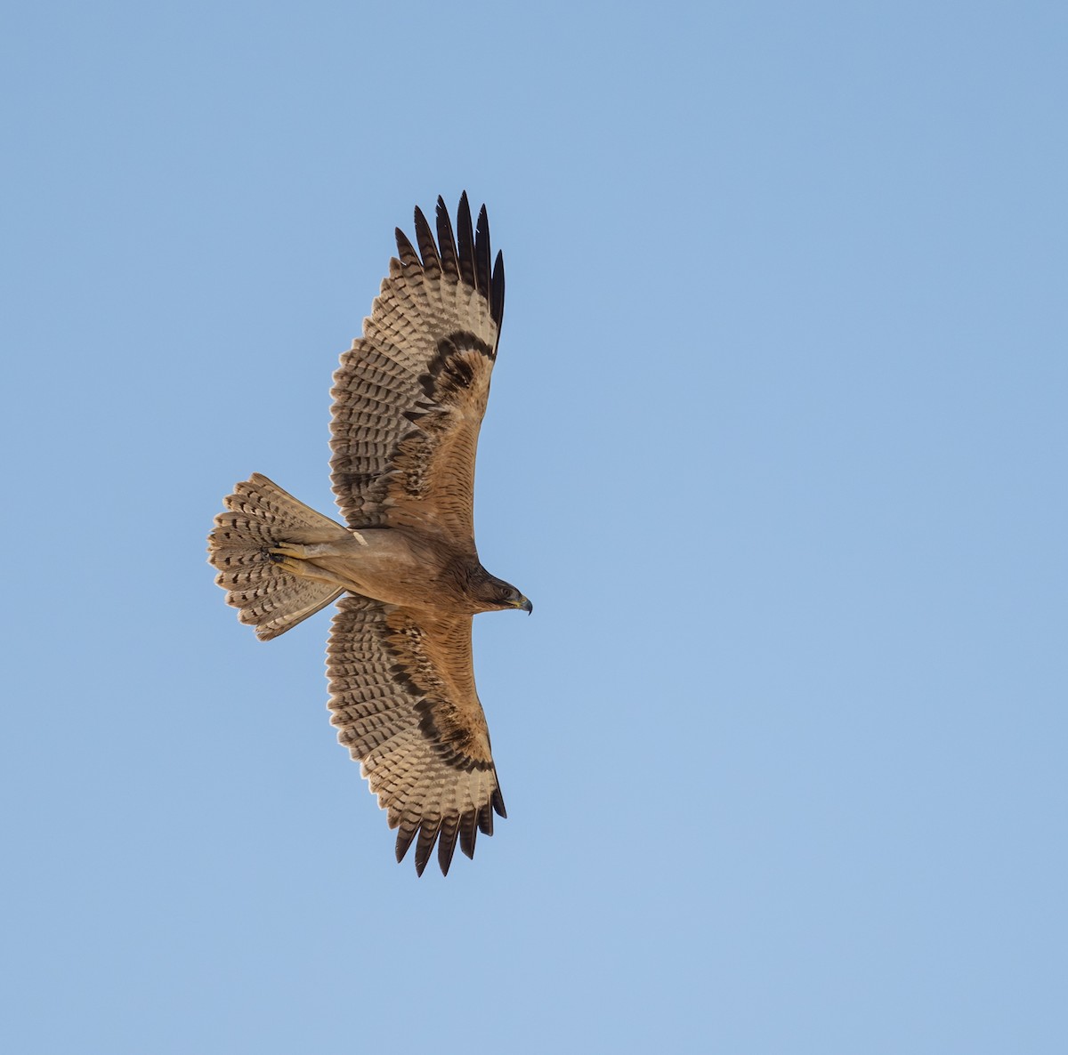 Bonelli's Eagle - ML645659558