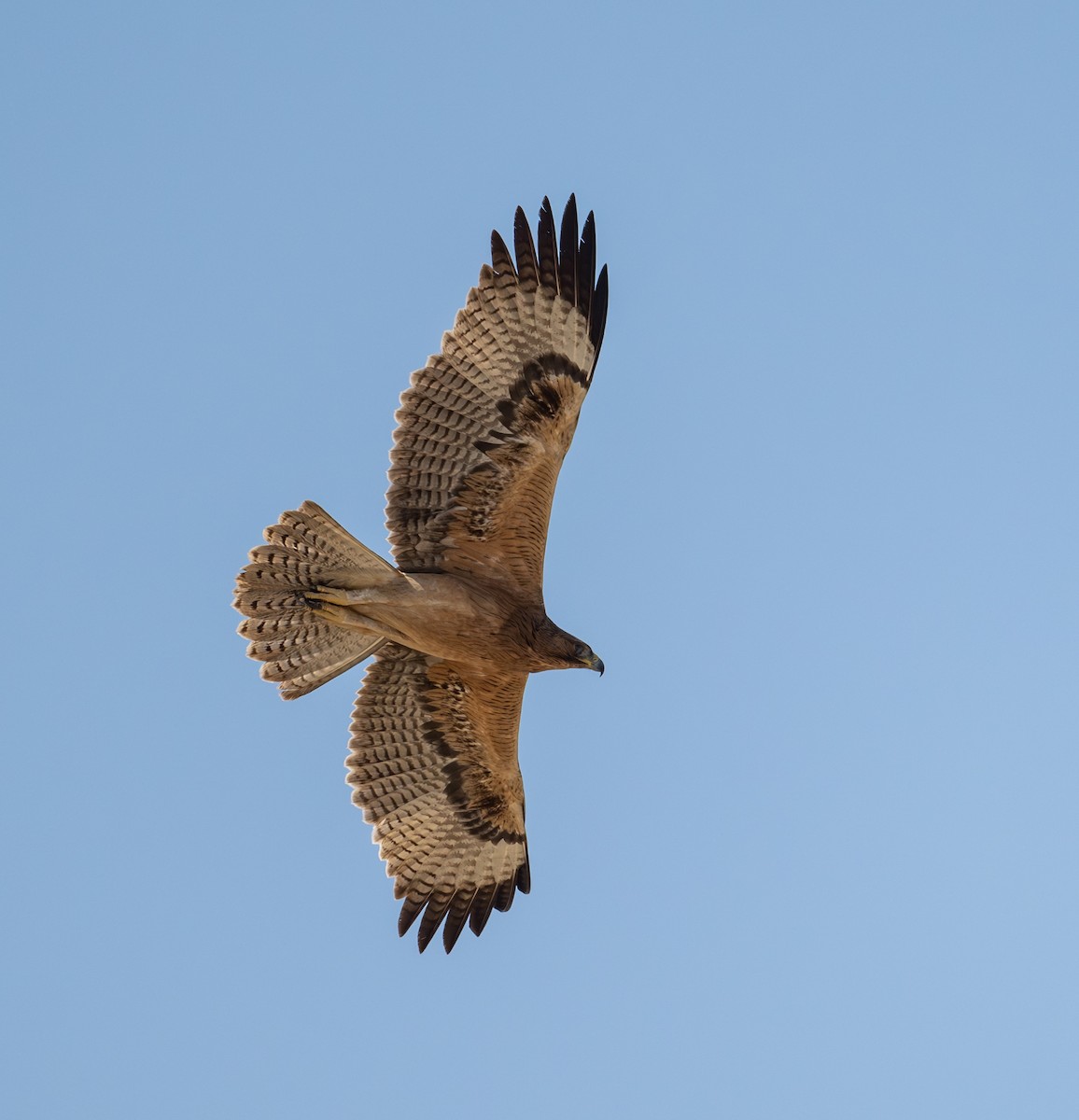 Bonelli's Eagle - ML645659559