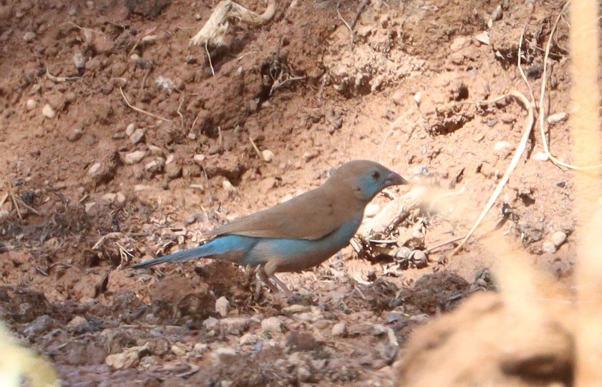 Red-cheeked Cordonbleu - ML645659560