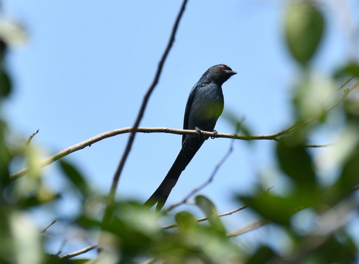 Ashy Drongo - ML645659562