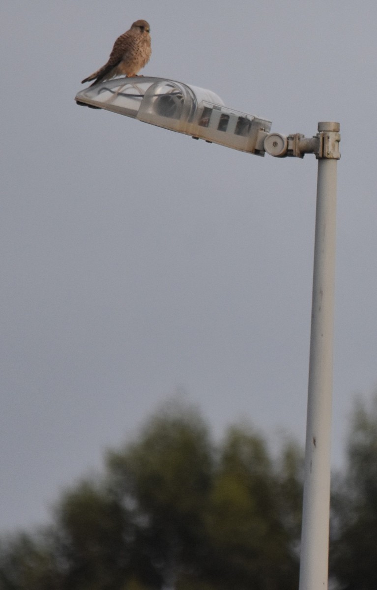 Eurasian Kestrel - ML645659563