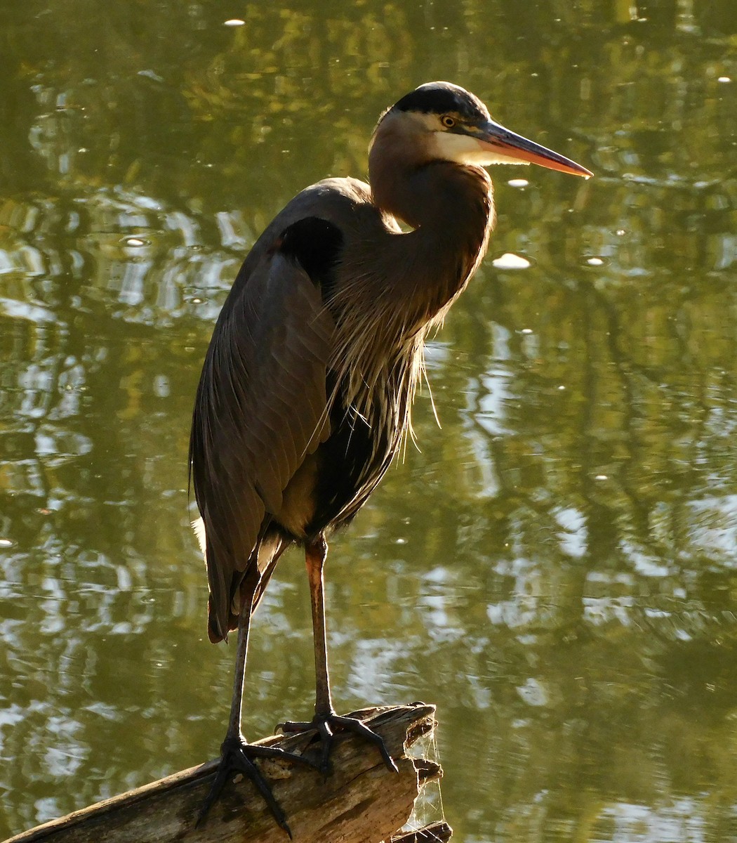 Great Blue Heron - ML645659566