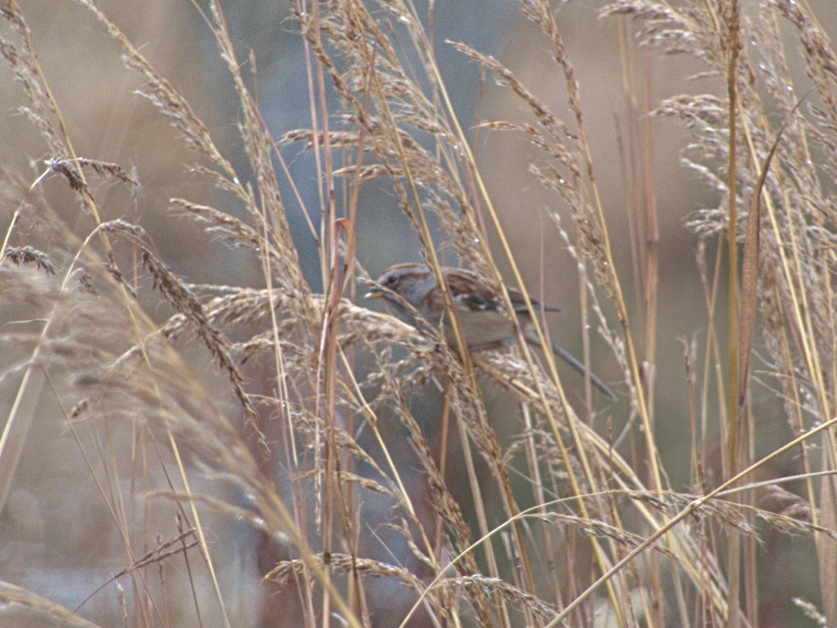 American Tree Sparrow - ML645659567