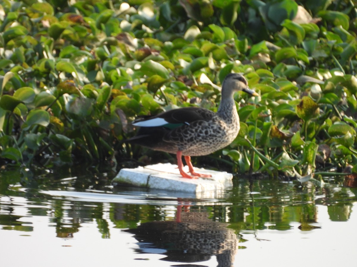 Indian Spot-billed Duck - ML645659569