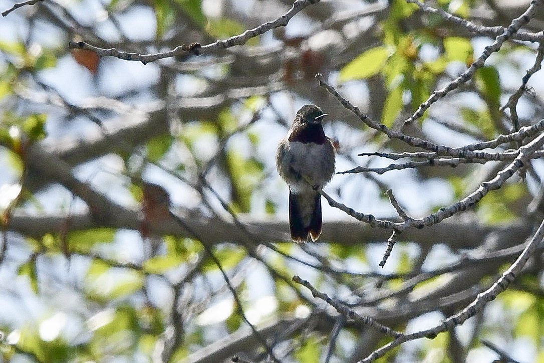 Broad-tailed Hummingbird - ML645659571