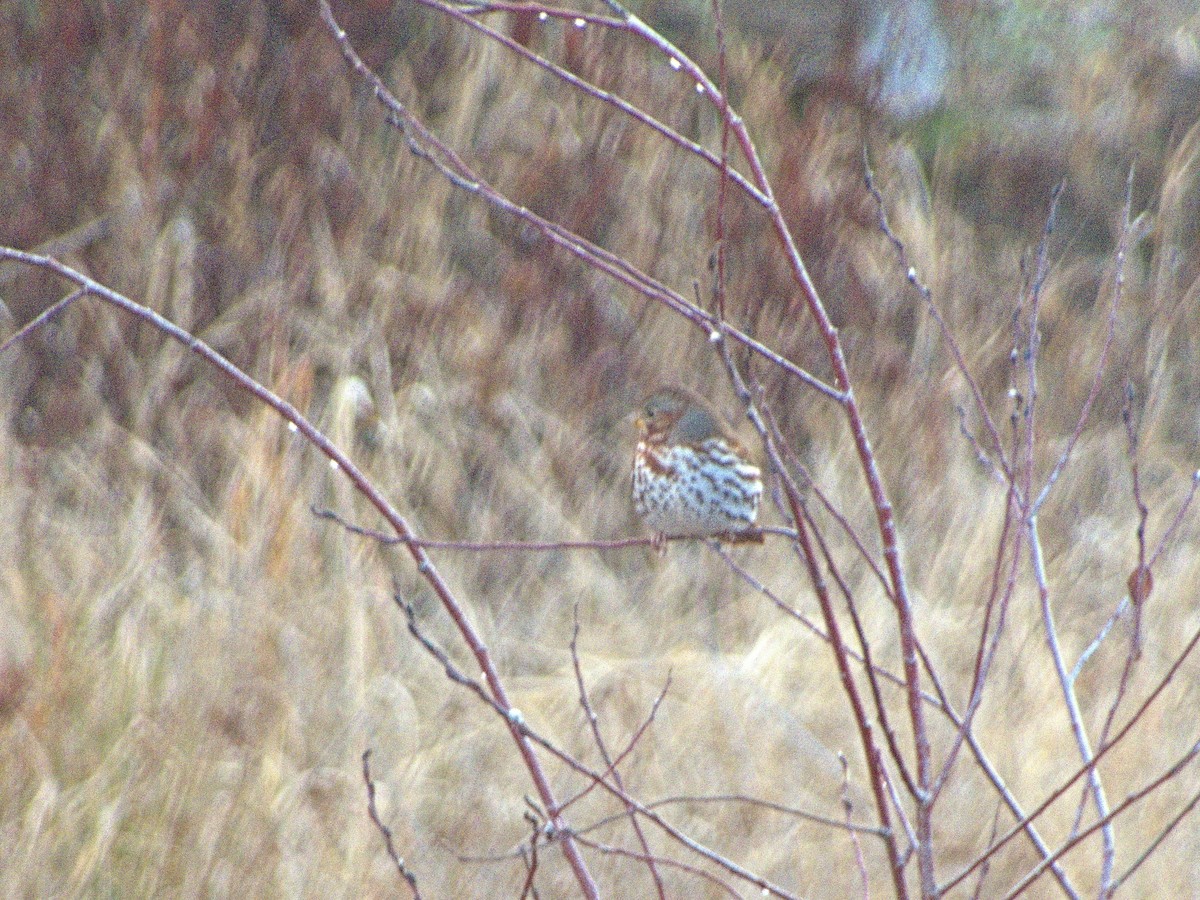 Fox Sparrow - ML645659577